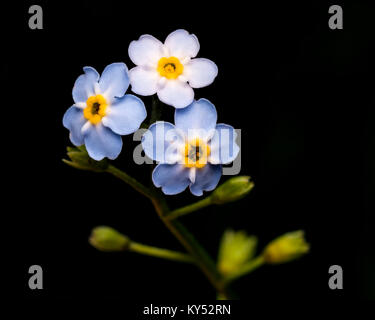 Forget-me-not Myosotis arvensis (fleurs) sur fond noir. Thurles, Tipperary, Ireland. Banque D'Images