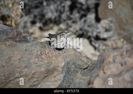 Oiseau posé sur un rocher dans le parc national du Teide, Tenerife Banque D'Images