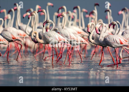 Plus de flamants roses Banque D'Images