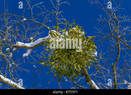 Pousser sur un arbre guis Banque D'Images