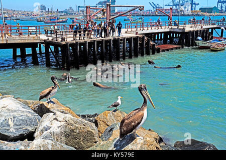 Les lions de mer regroupés pour une frénésie de restes de poissons jetés par les pêcheurs locaux à partir de la jetée à San Antonio, au Chili. Banque D'Images