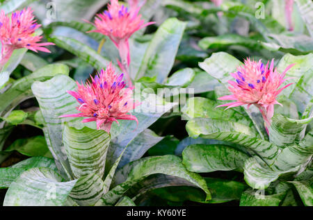 Bromelia rose fleur ou Aechmea fasciata dans jardin, plantes ornementales Banque D'Images