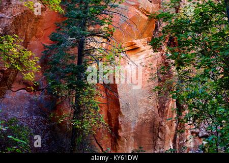 Mur de grès à Oak Creek Canyon Banque D'Images