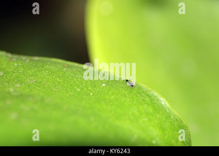 Close-up of a black ant jardin commun (Lasius niger) sur une feuille Banque D'Images