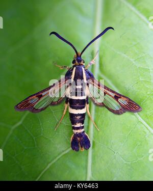 Sesiidae espèce assis sur une feuille, également appelé une espèce d'aile claire Banque D'Images