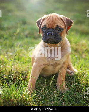 Un mignon bébé pug chihuahua chiot mix jouant dans le trèfle d'herbe en été tachée retro vintage app filtre instagram ou effet d'action Banque D'Images