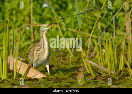 Crabier chevelu (Ardeola ralloides) à la recherche de nourriture dans le Delta du Danube Banque D'Images