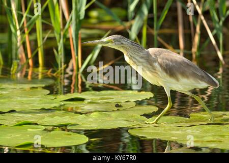 Crabier chevelu (Ardeola ralloides) à la recherche de nourriture dans le Delta du Danube Banque D'Images