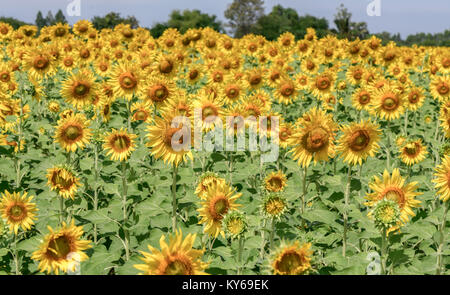 Belle de champs de tournesols, les célèbres attractions fleur sur l'hiver à Lop Buri province Banque D'Images