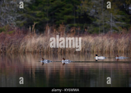 MAYNOOTH, ONTARIO, CANADA - 13 novembre 2017 : Grand Harle (Mergus merganser) nager sur un lac près de Maynooth. Banque D'Images