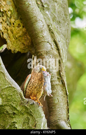 Mâle adulte, faucon crécerelle, Falco tinnunculus, au nid avec la souris ou de campagnols de jeunes oiseaux à l'intérieur, West Lothian, Scotland, UK Banque D'Images