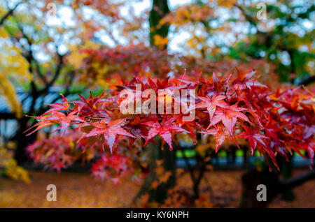 La période automnale à Temple Tōfuku-ji. Est un grand tōfuku-ji temple Zen dans le sud-est de Kyoto, qui est particulièrement célèbre pour ses couleurs d'automne. Banque D'Images