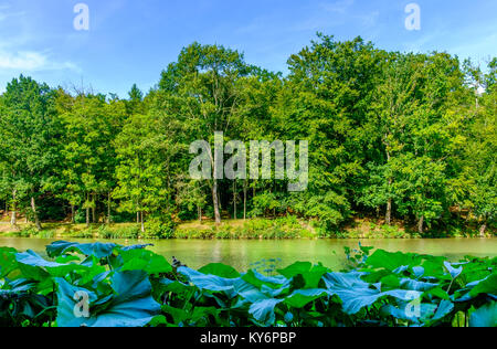 St-Fraimbault's Pond dans l'Orne campagne, entouré par une végétation luxuriante en été, Normandie France Banque D'Images