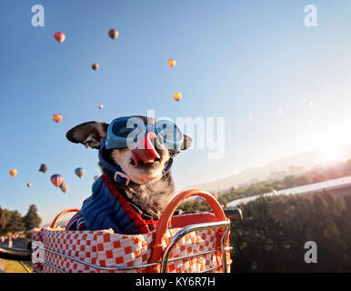 Un adorable chihuahua dans un panier à vélo un ballon à air chaud lancer fesival au lever du soleil léchant son nez et vêtu d'un chandail tricoté et lunettes, t Banque D'Images