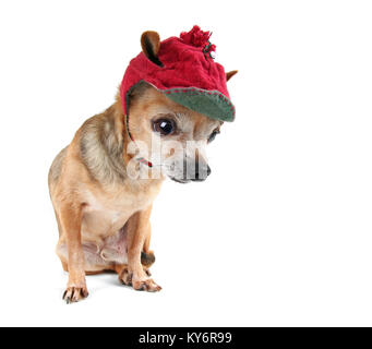 Cute chihuahua portant un chapeau de Noël rouge isolé sur fond blanc Banque D'Images