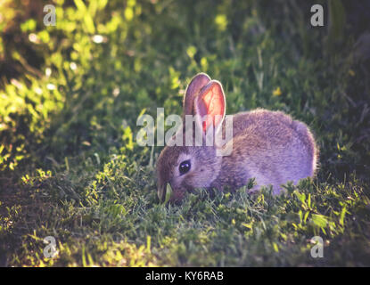 Un mignon petit bunny manger les feuilles dans un parc local au coucher du soleil avec la lumière qui brille sur ses oreilles Banque D'Images