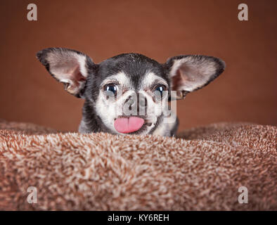 Cute chihuahua tête Apple sur un animal mou brun lit dans un environnement d'accueil Banque D'Images