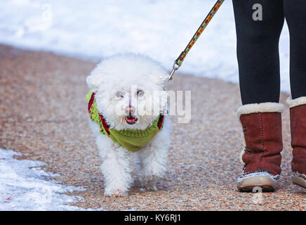 Belle photo d'un chien marchant à l'extérieur pendant l'hiver avec son propriétaire sur un chemin dans un parc Banque D'Images