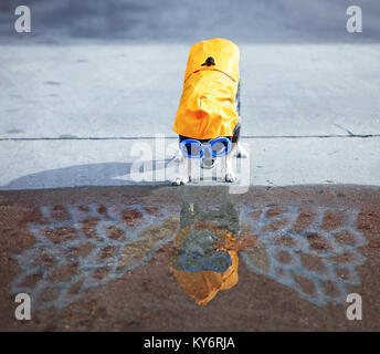 Cute chihuahua à côté d'une flaque d'eau avec un reflet Banque D'Images