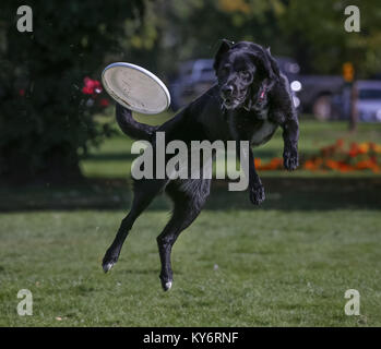 Un chien jouant fetch dans un parc public local Banque D'Images