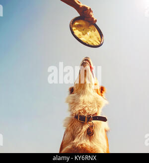 Un chien jouant fetch dans un parc public local Banque D'Images