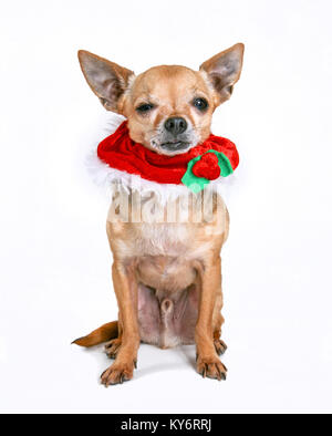 Cute chihuahua portant une couronne de Noël avec le houx et baies rouges et de coller sa langue out Banque D'Images