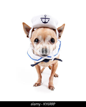 Cute chihuahua habillé dans un costume de la marine militaire avec une PAC studio shot sur un cas isolé sur fond blanc Banque D'Images