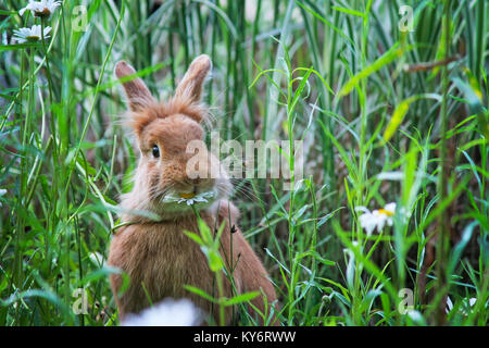 Un mignon petit lapin mange une marguerite dans un sanctuaire de la faune locale dans une ville parc Banque D'Images