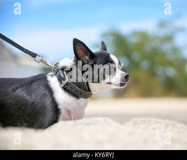 Cute chihuahua marcher en laisse avec son maître dans une voie dans un parc Banque D'Images