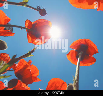 Vue grand angle faible de coquelicots avec le soleil au zénith créer des reflets Banque D'Images