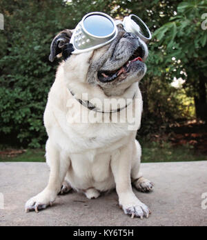 Un adorable carlin assis dans un parc avec des lunettes d'aviateur sur tachée vintage retro filtre instagram Banque D'Images