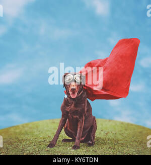 Un labrador retriever chocolat dans un costume de super héros posant pour l'appareil photo pendant une chaude journée d'été avec lunettes tachée vintage rétro instagram Banque D'Images