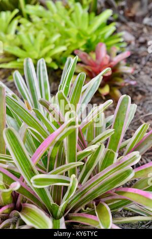 Bromeliads avec couleurs vert rouge brillant des couleurs dans un jardin de banlieue, Sunshine Coast, Queensland, Australie Banque D'Images