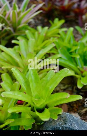 Bromeliads avec couleurs vert rouge brillant des couleurs dans un jardin de banlieue, Sunshine Coast, Queensland, Australie Banque D'Images