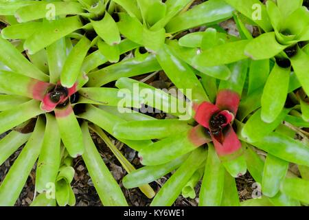 Bromeliads avec couleurs vert rouge brillant des couleurs dans un jardin de banlieue, Sunshine Coast, Queensland, Australie Banque D'Images