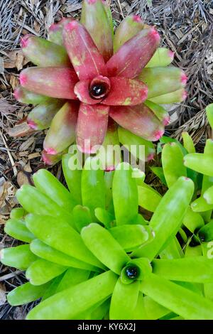 Bromeliads avec couleurs vert rouge brillant des couleurs dans un jardin de banlieue, Sunshine Coast, Queensland, Australie Banque D'Images