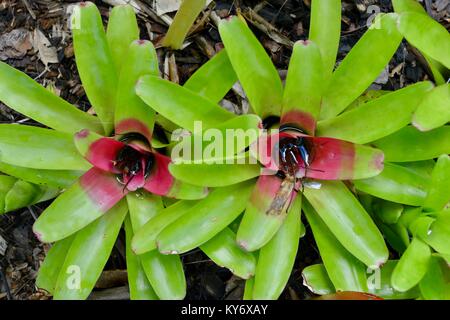 Bromeliads avec couleurs vert rouge brillant des couleurs dans un jardin de banlieue, Sunshine Coast, Queensland, Australie Banque D'Images