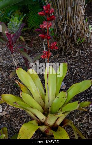 Le bromélia avec fleur rouge brillant avec dans un jardin de banlieue, Sunshine Coast, Queensland, Australie Banque D'Images