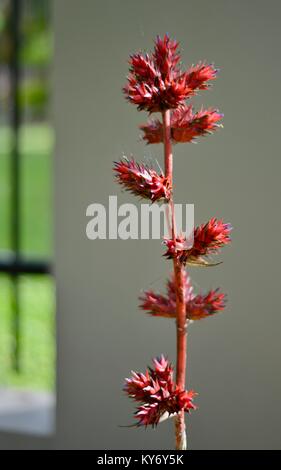 Le bromélia avec fleur rouge brillant avec dans un jardin de banlieue, Sunshine Coast, Queensland, Australie Banque D'Images