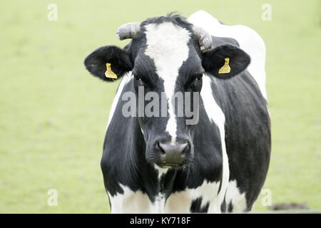 Gros plan du visage noir et blanc de spotted cow regardant la caméra Banque D'Images