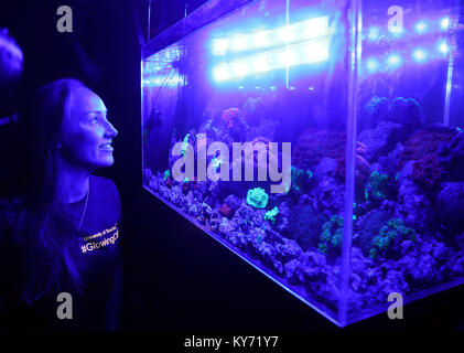 Montre : Pic à au "Glow in the dark' coral à la Royal Society Exposition de l'été. Pic par Gavin Rodgers/Pixel 8000 Ltd Banque D'Images