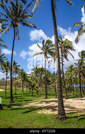 Palmiers sur la plage de Anakena, île de Pâques, Chili Banque D'Images