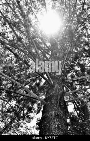 Rayons de soleil sur le feuillage d'un arbre de pin de l'île Norfolk Araucaria heterophylla, Sunshine Coast, Queensland, Australie Banque D'Images