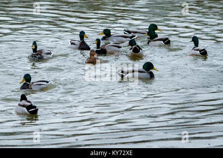 Un groupe d'hommes des canards colverts (Anas platyrhynchos) s'occupe de la femme unique. Aiguamolls de l'Empordà Le Parc Naturel (Gérone, Catalogne) Banque D'Images