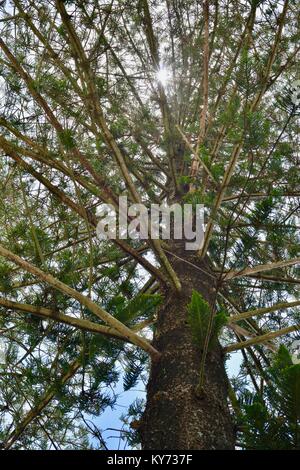 Rayons de soleil sur le feuillage d'un arbre de pin de l'île Norfolk Araucaria heterophylla, Sunshine Coast, Queensland, Australie Banque D'Images