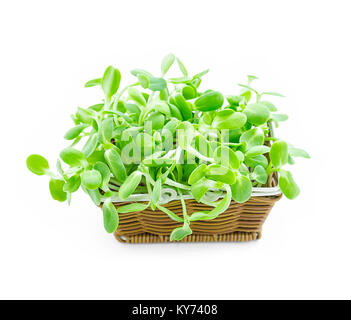 Les jeunes pousses de tournesol vert biologique dans panier isolé sur fond blanc Banque D'Images