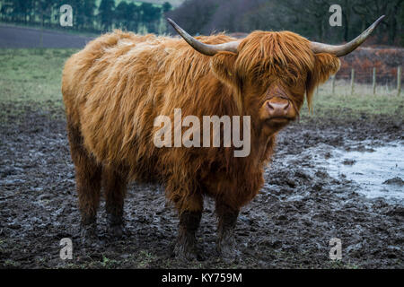 Vache Highland à Beecraigs Country Park, West Lothian Banque D'Images