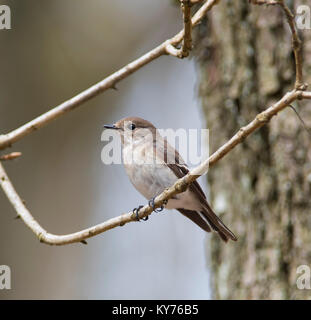 Femme Pied Flycatcher Ficedula hypoleuca, dans une forêt de chênes du nord au printemps Banque D'Images