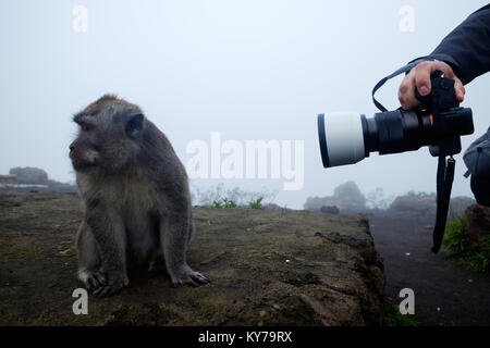 Un homme prend des photos d'un macaque. Péniblement elle tourne la tête sur le côté. Banque D'Images