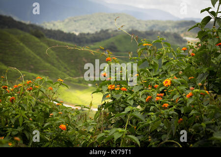 Beau paysage paysage vert Banque D'Images